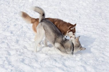 İki Sibirya husky parkta beyaz bir kar üzerinde oynuyor. Evcil hayvanlar.