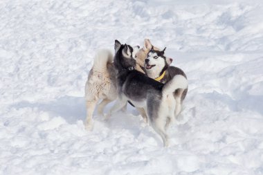 Üç Sibirya husky parkta beyaz bir kar üzerinde oynuyor. Evcil hayvanlar.