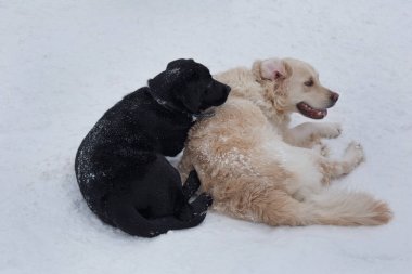 Sevimli altın retriever ve siyah labrador beyaz bir kar üzerinde yatıyor. Evcil hayvanlar.