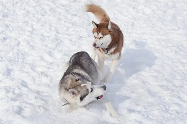 Dos husky siberianos están jugando en una nieve blanca. Animales de compañía . — Foto de Stock