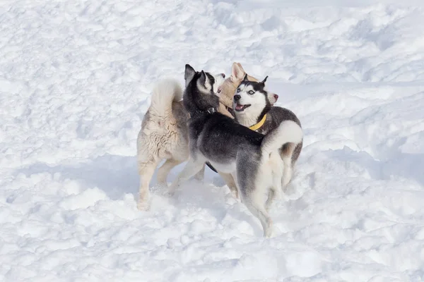 Tres husky siberianos están jugando en una nieve blanca en el parque. Animales de compañía . — Foto de Stock