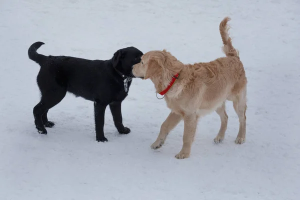 Krásný zlatý extraktor a černý labrador hrají na bílém sněhu. Zvířata v zájmovém chovu. — Stock fotografie