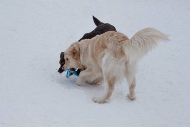 Sevimli altın retriever ve çikolata labrador onun oyuncak ile beyaz bir kar üzerinde oynuyor. Evcil hayvanlar.