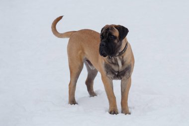 Sevimli bullmastiff köpek yavrusu beyaz kar üzerinde duruyor. Evcil hayvanlar.