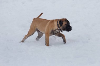 Sevimli bullmastiff köpek yavrusu beyaz bir kar üzerinde yürüyor. Evcil hayvanlar.