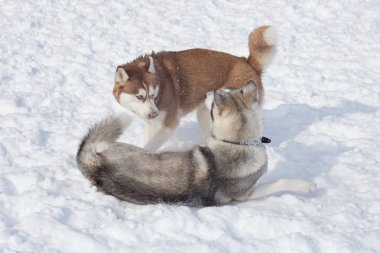 İki Sibirya husky parkta beyaz bir kar üzerinde oynuyor. Evcil hayvanlar.