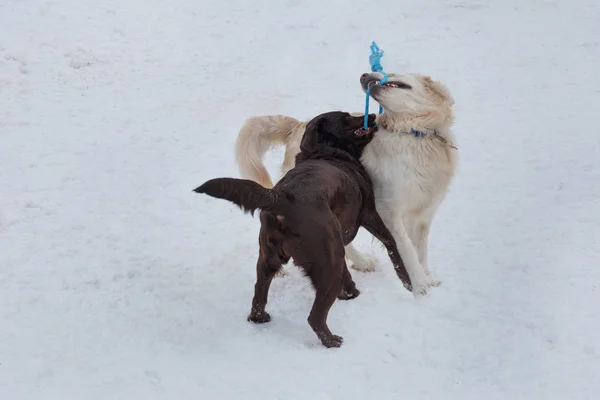 Na bílém sněhu hrají roztomilí zlatí extraktor a čokoládový Labrador. Zvířata v zájmovém chovu. — Stock fotografie