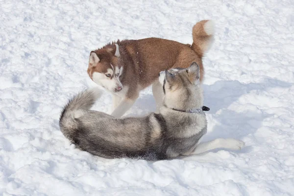 Dwa syberyjskie Husky grają na białym śniegu w parku. Zwierzęta domowe. — Zdjęcie stockowe