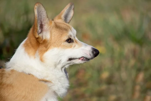 一个悲伤的彭布罗克威尔士科吉小狗的肖像。特写. — 图库照片