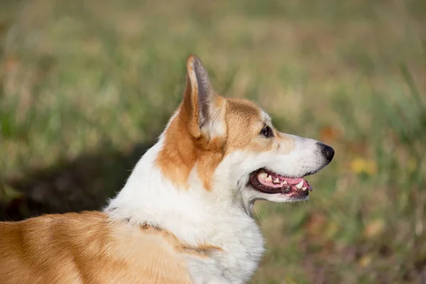 可爱的彭布罗克威尔士科吉小狗站在秋天公园。宠物动物. — 图库照片