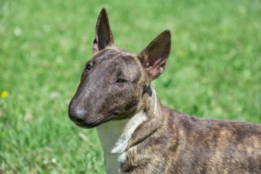 Minyatür brindle ve beyaz boğa Terrier yeşil çim üzerinde duruyor. İngiliz boğa Terrier veya kama kafası.