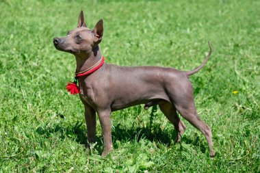 Amerikan tüysüz Terrier köpek yavrusu yeşil bir çayır üzerinde duruyor.