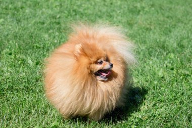 Sevimli Pomeranian Spitz Puppy bir bahar çayır üzerinde duruyor. Deutscher Spitz veya zwergspitz.