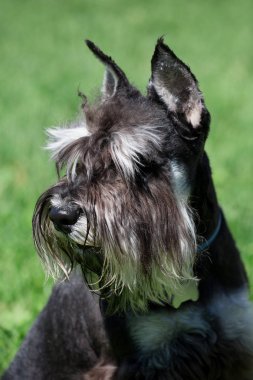 Sevimli zwergschnauzer köpek yakın çekim. Minyatür Schnauzer veya cüce Schnauzer. Evcil hayvan hayvanları.