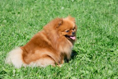 Sevimli Pomeranian Spitz Puppy bir bahar çayır üzerinde oturuyor. Deutscher Spitz veya zwergspitz.