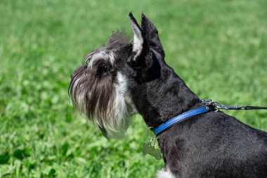 Sevimli zwergschnauzer köpek bir bahar çayır üzerinde duruyor. Minyatür Schnauzer veya cüce Schnauzer.