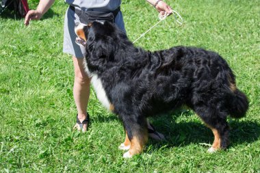 Sevimli Bernese dağ köpeği yavrusu onun sahibi ile yeşil bir çayır üzerinde duruyor. Evcil hayvan hayvanları.