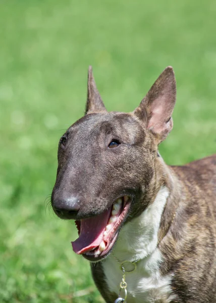 Brindle in miniatura e bull terrier bianco è in piedi con la lingua lolling. Inglese bull terrier o cuneo testa — Foto Stock