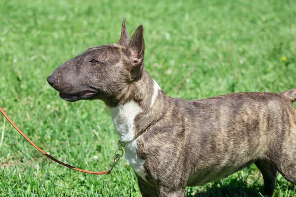 Miniatűr bika terrier áll a zöld fű. Angol bika telekkönyv vagy ék fej. — Stock Fotó