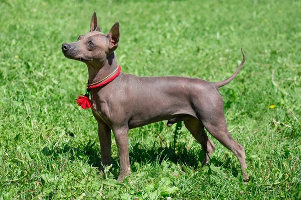 Amerikansk hårlösa terrier valp står på en grön äng. — Stockfoto