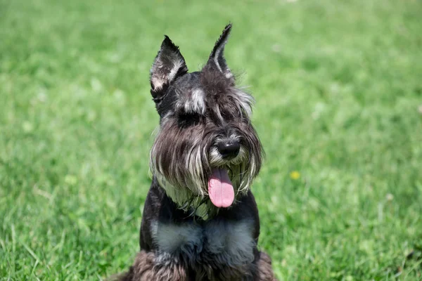 Sevimli zwergschnauzer köpek bir bahar çayır üzerinde oturuyor. Minyatür Schnauzer veya cüce Schnauzer.