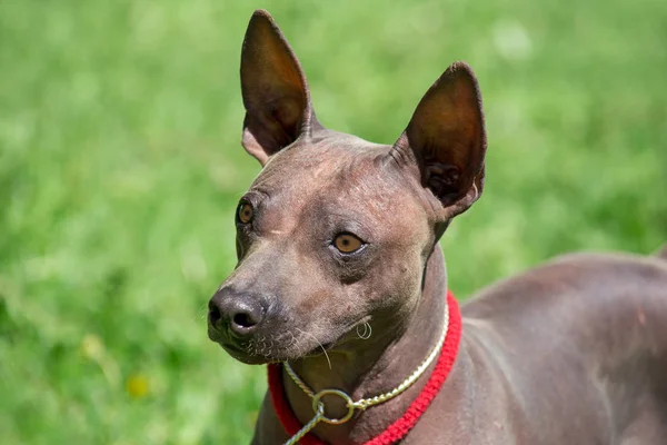 Amerikaanse haarloze Terriër puppy staat op een groene weide. Close-up. — Stockfoto