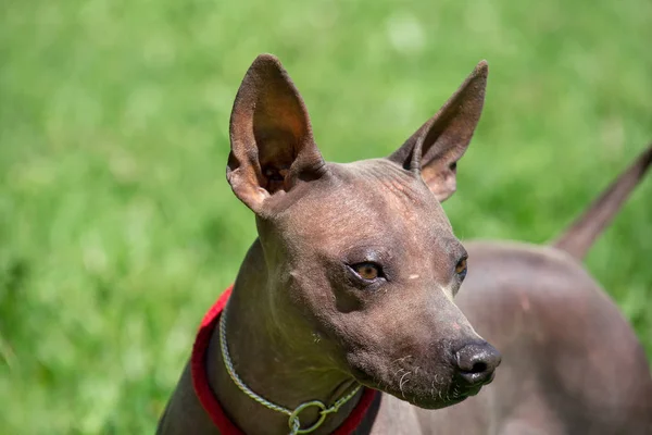 Amerikaanse haarloze Terriër puppy in mooie hond kraag. Gezelschapsdieren. — Stockfoto