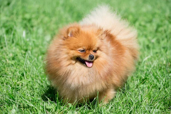 可爱的波美拉尼亚斯皮茨小狗在绿色的草地上散步。Deutscher spitz或zwergspitz 。宠物动物. — 图库照片