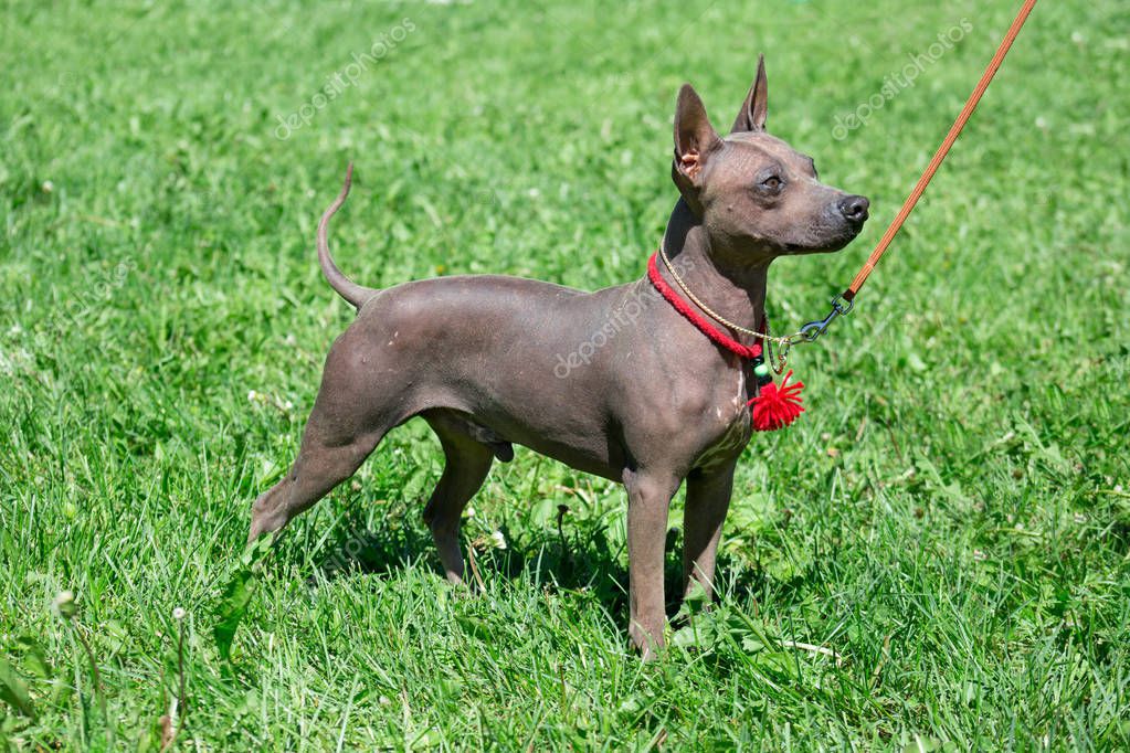 American Hairless Terrier Puppy Is Standing On A Green Grass Pet Animals 288099536 Larastock