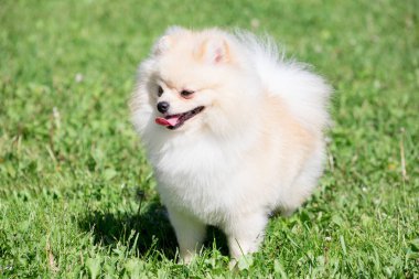Sevimli Pomeranian Spitz Puppy krem renkli bir bahar çayır üzerinde duruyor. Deutscher Spitz veya zwergspitz.