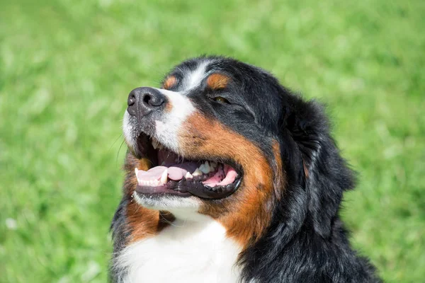 かわいいベルン山の犬の子犬は、舌をうろついて緑の草の上に座っています。ベルナー・センネンフンドまたはベルン牛犬. — ストック写真