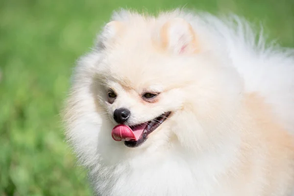 Sevimli Pomeranian Spitz Puppy krem renkli yakın yukarı. Deutscher Spitz veya zwergspitz. — Stok fotoğraf