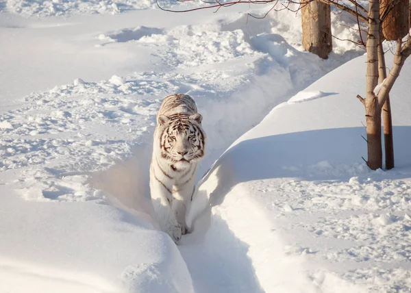 Wild White Bengal Tiger tittar in i kameran. — Stockfoto