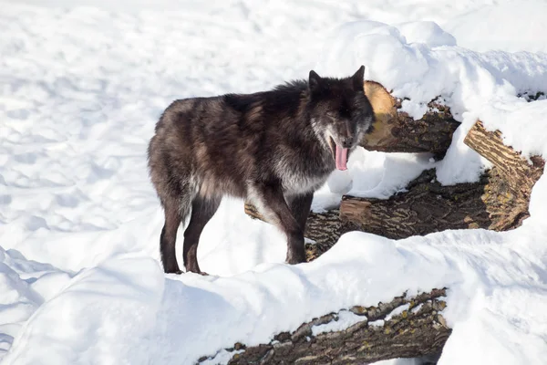 El lobo negro canadiense está bostezando en la nieve blanca. Canis lupus pambasileus . — Foto de Stock