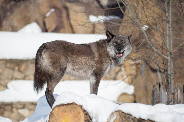 Schattige zwarte Canadese Wolf kijkt naar de camera. Canis Lupus pambasileus. — Stockfoto