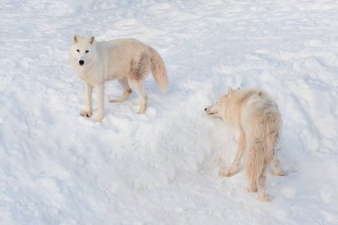 İki vahşi Alaska Tundra kurt beyaz kar oynuyor. Canis lupus arctos. Polar kurt veya beyaz kurt.