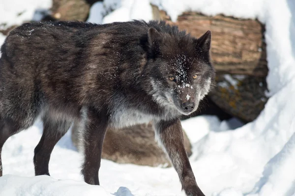Zwarte Canadese wolf kijkt naar de camera. Canis lupus pambasileus. — Stockfoto