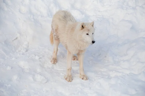 Lobo salvaje tundra Alaska está de pie sobre una nieve blanca. Canis lupus arctos. Lobo polar o lobo blanco . — Foto de Stock