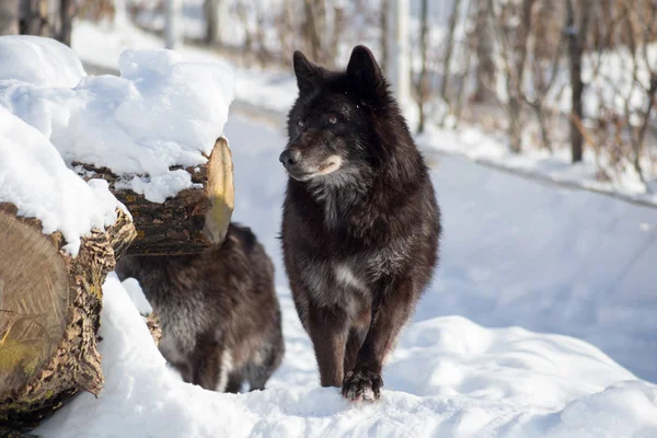 Vahşi siyah Kanada kurdu beyaz bir karın üzerinde duruyor. Canis lupus pambasileus.