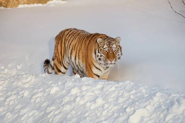 Tigre siberiano selvagem está olhando para a câmera. Panthera tigris tigris . — Fotografia de Stock
