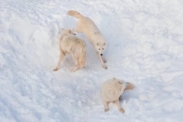 Tres lobos salvajes de tundra Alaska están jugando en la nieve blanca. Canis lupus arctos. Lobo polar o lobo blanco . — Foto de Stock