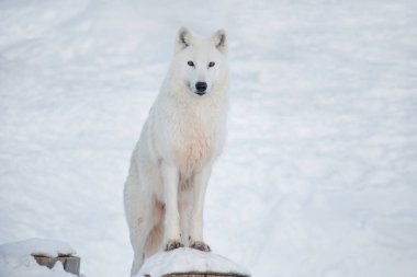 Vahşi Alaska Tundra kurt kamera bakıyor. Canis lupus arctos. Polar kurt veya beyaz kurt.