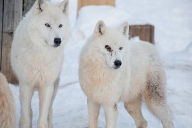 İki vahşi Alaska Tundra kurtları yakın. Canis lupus arctos. Polar kurt veya beyaz kurt.