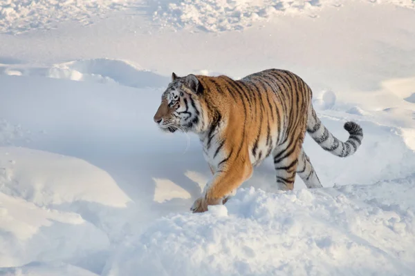 Wild Siberian Tiger går på den vita snön i parken. Panthera tigris tigris. Djur i djurlivet. — Stockfoto