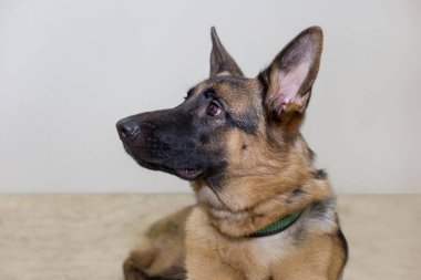 Siyah maske ile Alman çoban yavrusu portresi. Beyaz bir arka planda izole. Beş ay eski.