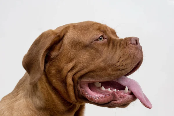 Cute french mastiff puppy with a lolling tongue. Bordeaux mastiff or bordeauxdog. Five month old. — Stock Photo, Image