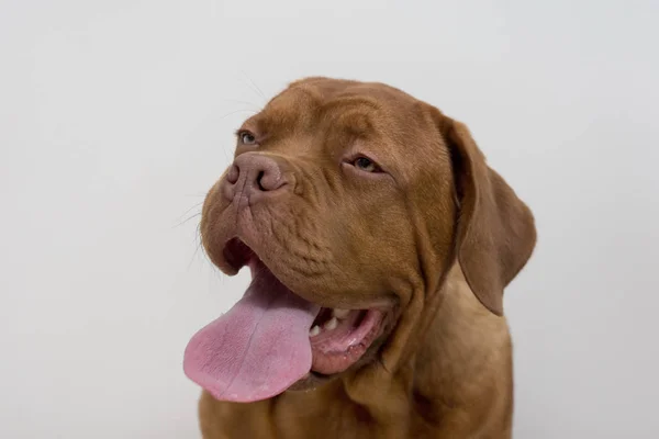 長い舌でかわいいフランスのマスチフ子犬。ボルドーマスチフまたはボルドードッグ。生後5ヶ月. — ストック写真