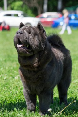 Sevimli chow chow lolling dili ile yeşil bir çim üzerinde duruyor. Evcil hayvanlar.