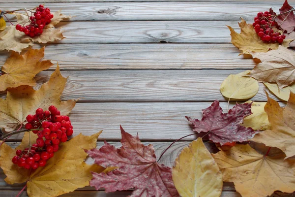ローワンの木の枝と乾いた紅葉が木製の机の上に横たわっています。秋の静物. — ストック写真
