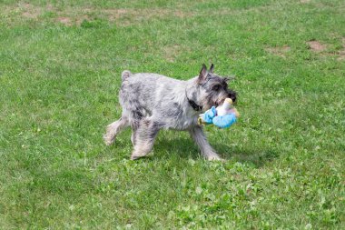 Sevimli mittelschnauzer parkta onun oyuncak ile oynuyor. Evcil hayvanlar.